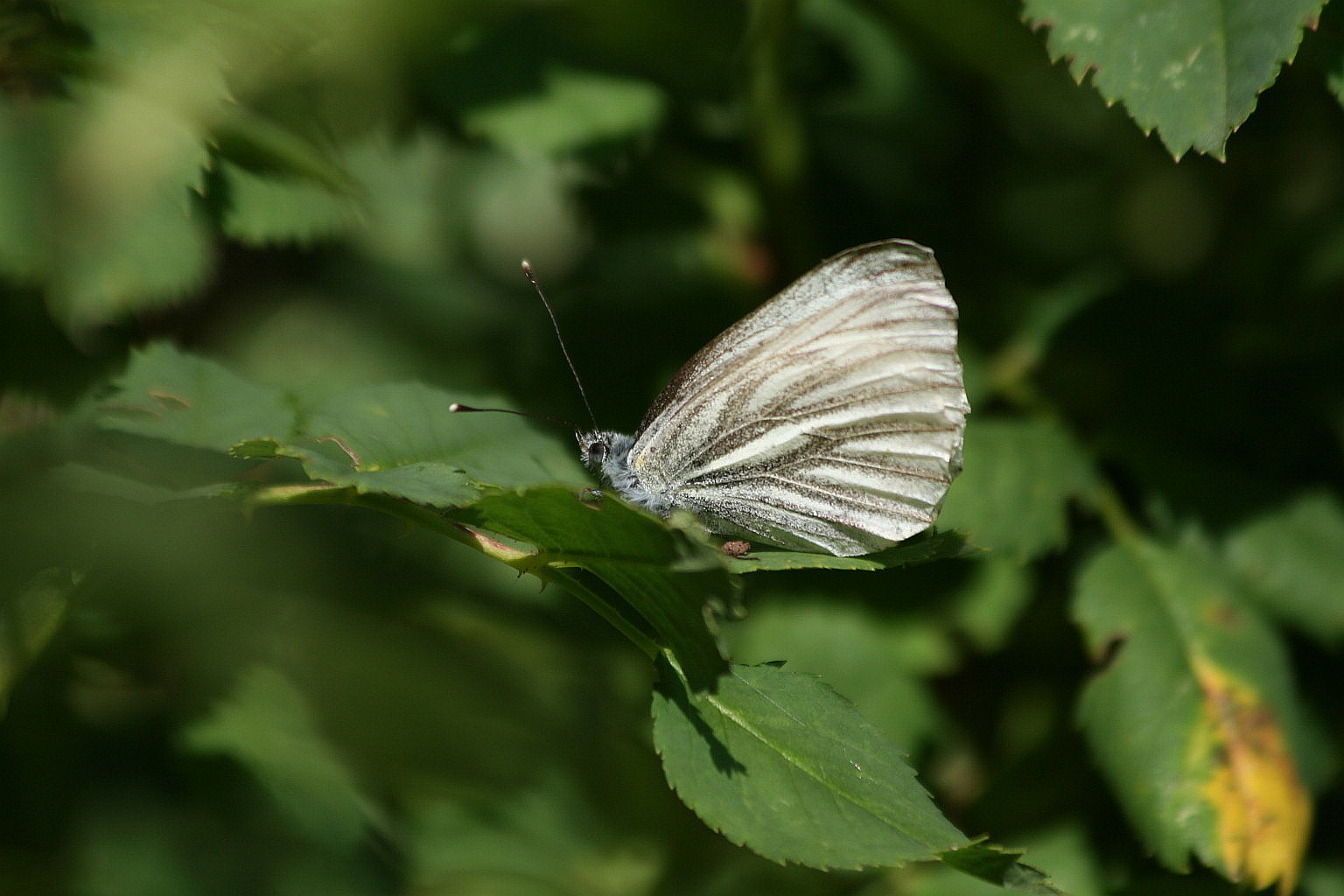 Pieris bryoniae?